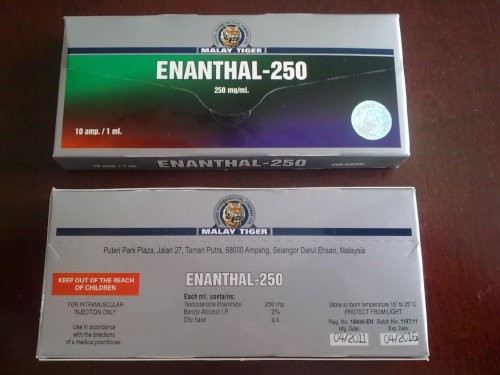 Testosterone Enanthate - Enantan Testosteronu Malay Tiger