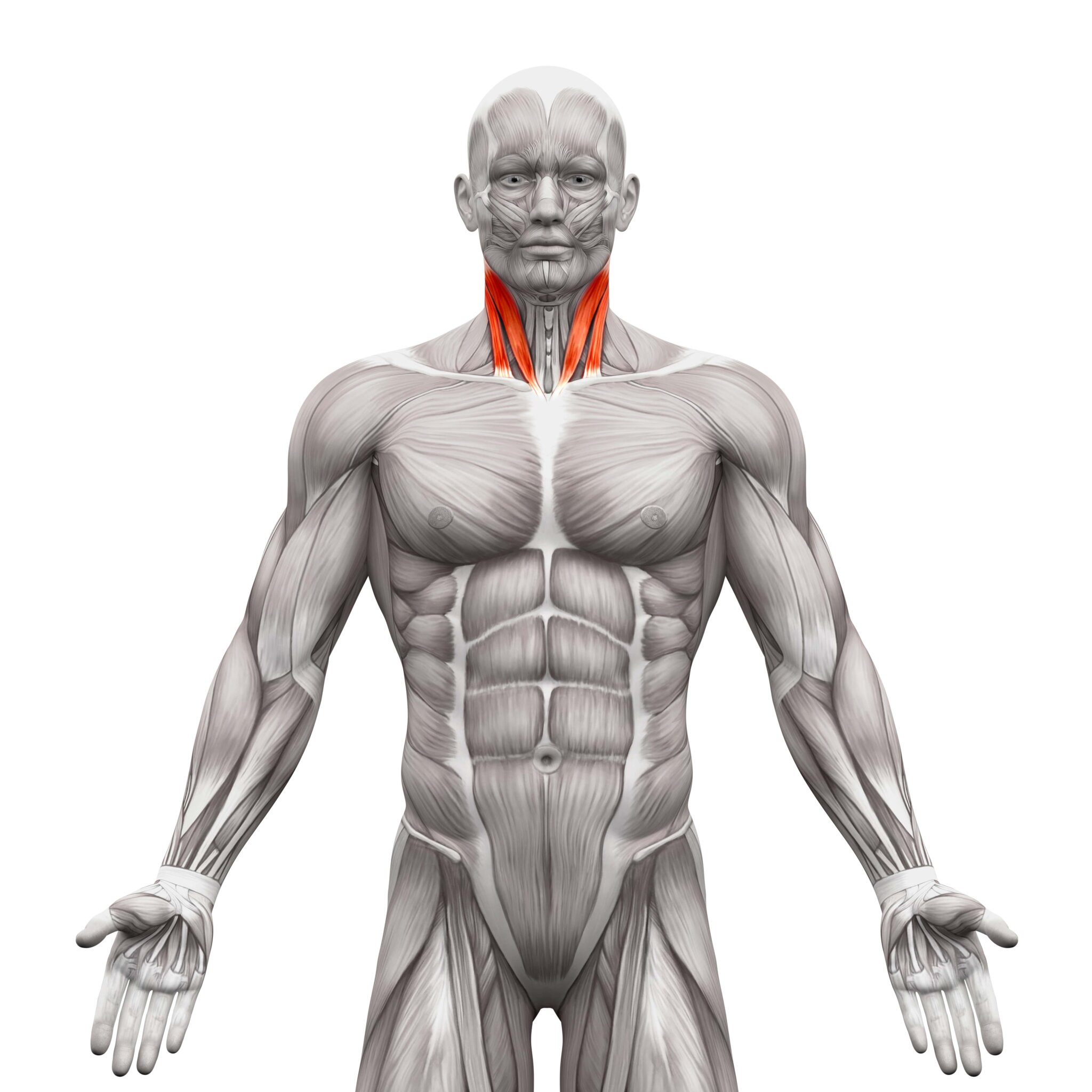 Karkic Body Trening karku w sportach walki - jakie ćwiczenia na mięśnie karku ...