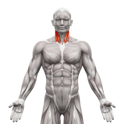 anatomia mięśnie karku