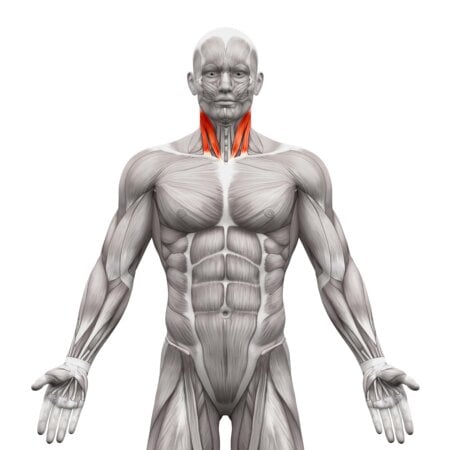 anatomia mięśnie karku 