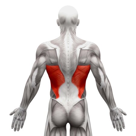 anatomia mięśnie grzbietu