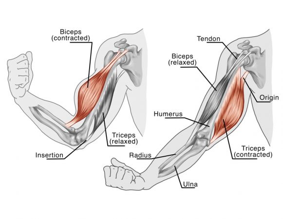 ćwiczenia na biceps - mięśnie