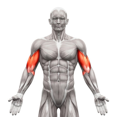 biceps anatomia - atlas ćwiczeń