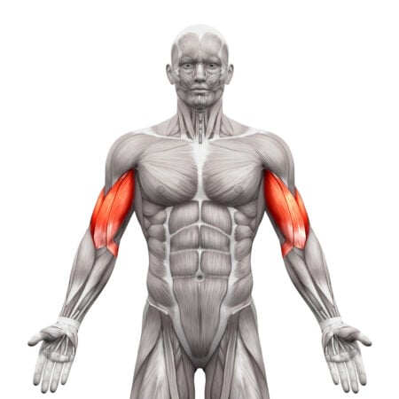 biceps anatomia