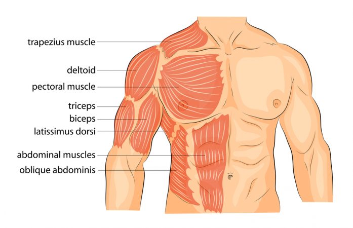 ćwiczenia na barki - anatomia