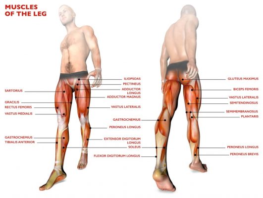 ćwiczenia na nogi - anatomia mięśni