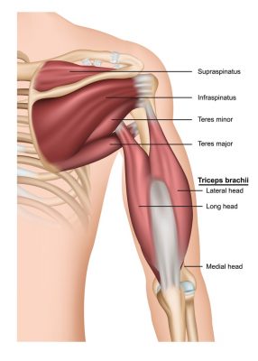 ćwiczenia na triceps - anatomia mięśni