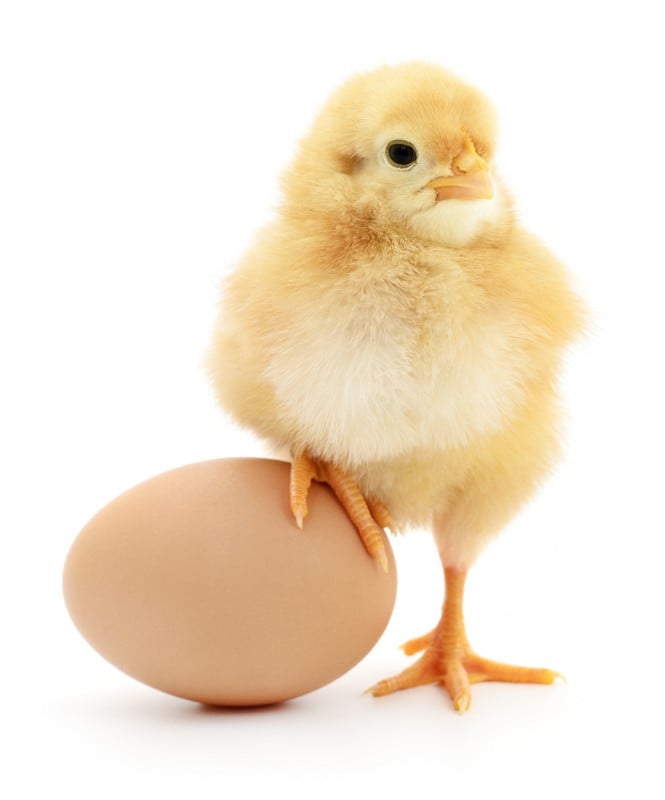 Jajko, czy kura - co było pierwsze? Wybieramy najlepsze źródło białka