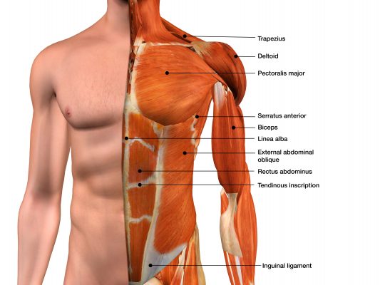 ćwiczenia na klatkę piersiową - anatomia mięśni