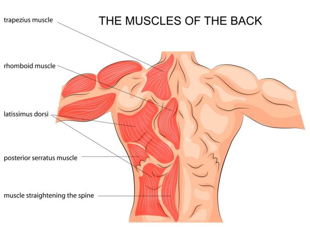 ćwiczenia na plecy - anatomia