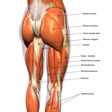 mięśnie pośladkowe anatomia