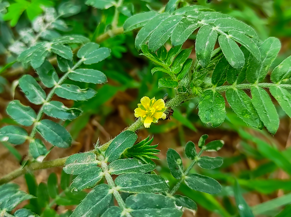 tribulus terrestris libido buzdyganek naziemny