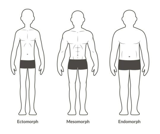 typ budowy - ektomorfik, mezomorfik, endomorfik