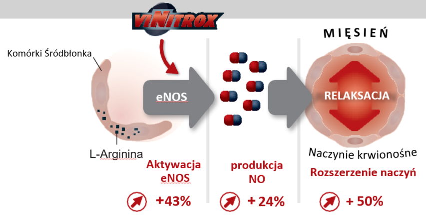 ViNitrox zwiększa syntezę tlenku azotu
